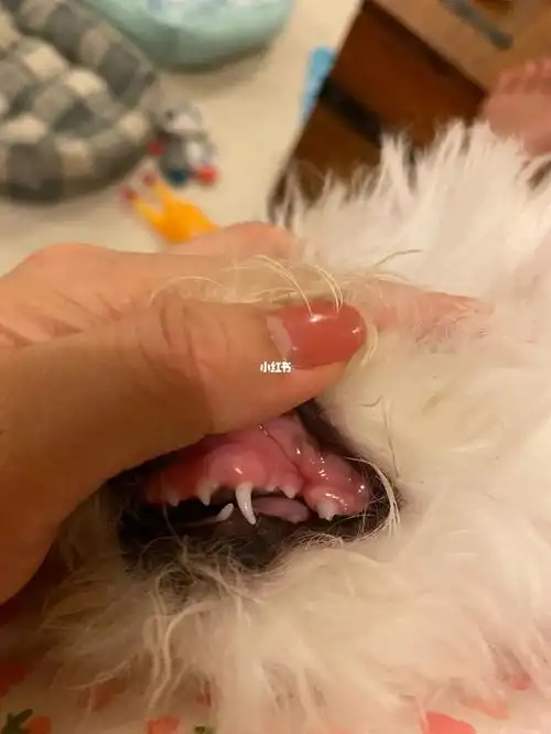 20220623 比熊一一 牙