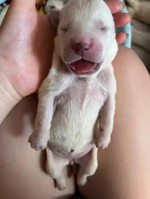 刚刚3天的狗宝宝