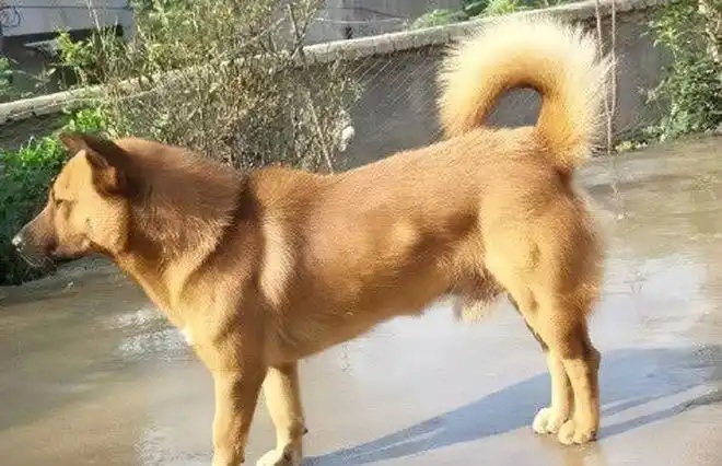 抗日英雄板凳狗日本军犬凶狠无比却被中国土狗反击完胜