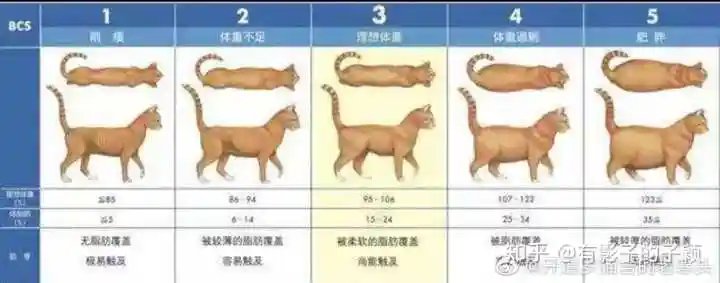 英短蓝猫1岁半12斤正常吗?