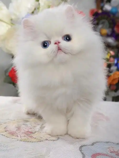 蓝眼睛波斯加菲长毛猫弟弟