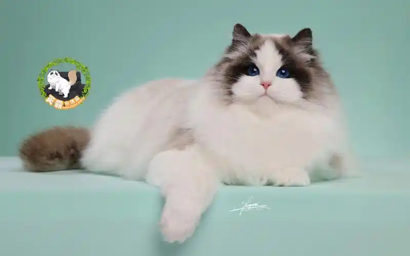 【灭霸布偶猫】性格温软敦和,美貌可盐可甜,毫不费力俘获万千宠爱的