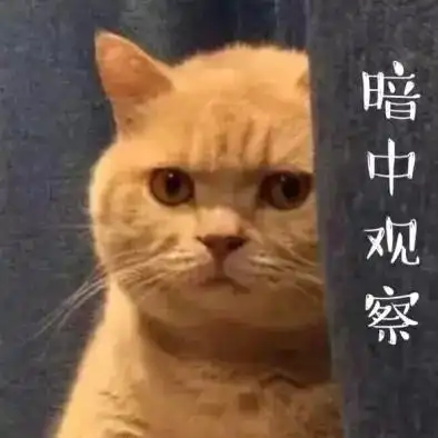 暗中观察(小猫看看你)_小猫_暗中_观察表情