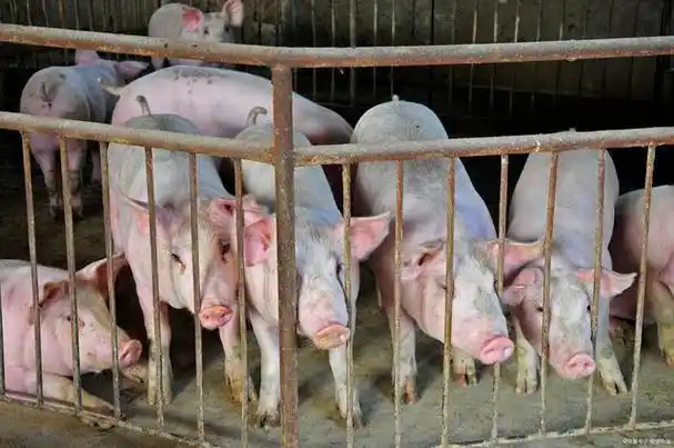 养殖户必看!猪流行性腹泻该怎么办?