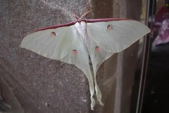 姬长尾水青蛾的生活习性