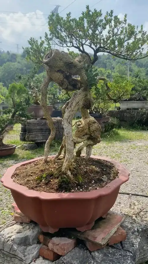 龙鳞珍珠黄杨怪桩