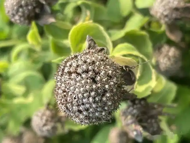 最中间的这种能不能猜到是薄荷的"果实"?