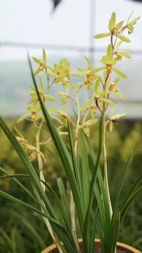 蕙兰秦岭下山兰