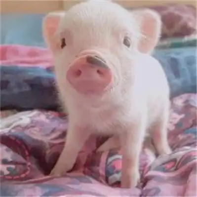 萌猪照片头像高清呆萌可爱的小猪图片头像