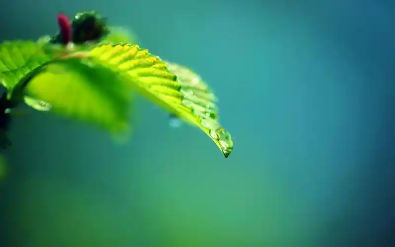 绿色护眼清新植物屏保_为你的眼睛点缀绿意_风景壁纸