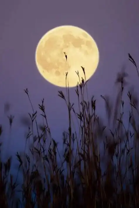 抬头一轮明月,月色如银,一缕相思,流淌在秋色里,伴着清风脚步 - 抖音