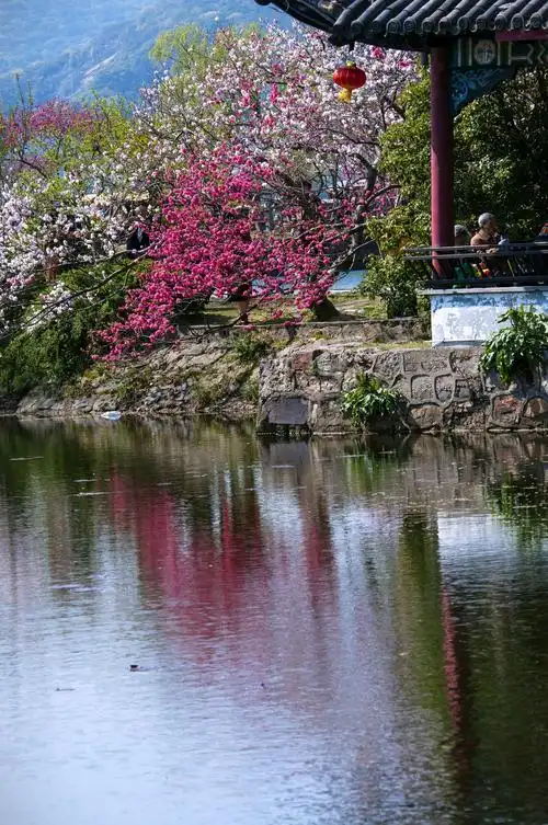 江南桃花《醉美蠡园》