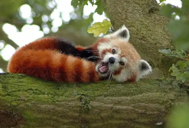 世界十大最可爱的动物 萌化你的心,个个都是小可爱