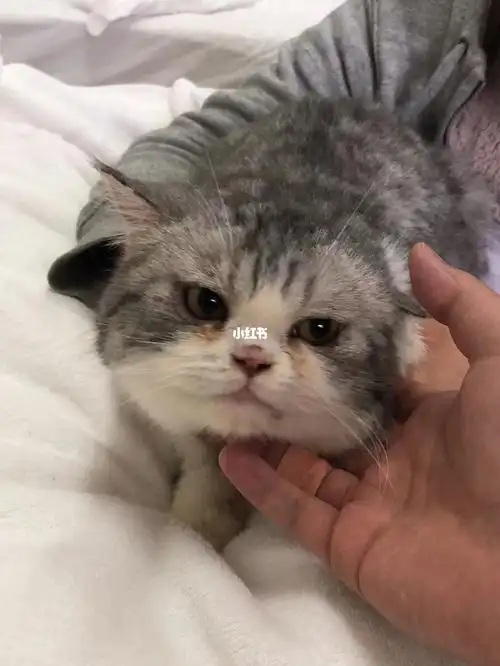 南京加菲混美短免费领养!