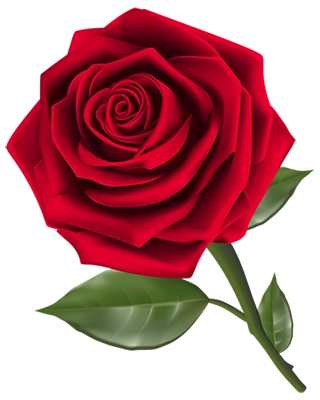 玫瑰花花瓣装饰图片