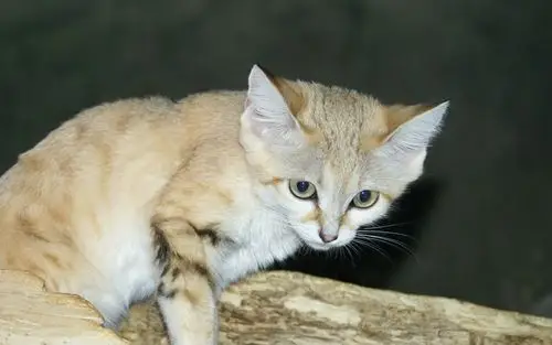 沙丘猫猫咪高清电脑壁纸