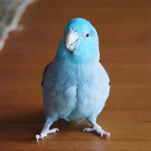 一只拥有蓝色羽毛自带仙气的鹦鹉,这颜值也太高了吧!