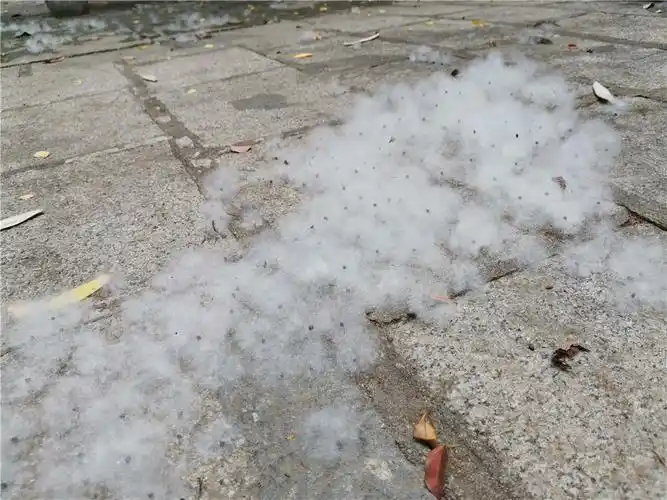 五月份的深圳,我最喜欢木棉絮纷飞的场景,觉得浪漫至极_棉花团