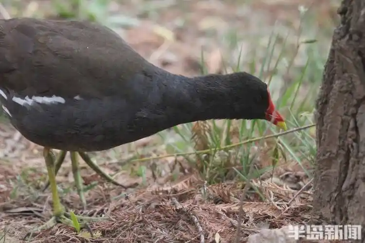 花丛鸟趣图_麻雀_半岛_上岸