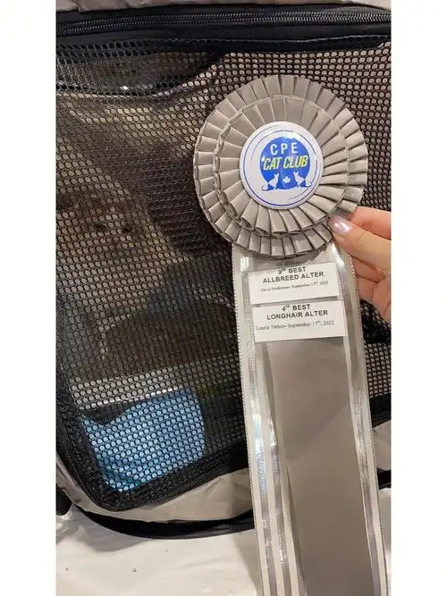 王闪闪小朋友的第一次tica比赛小结