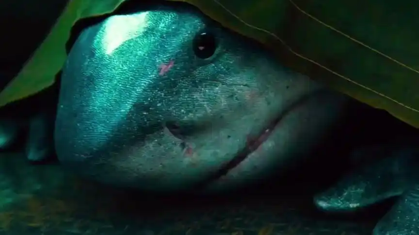 凶狠的鲨鱼00王,内心是呆萌呆萌的