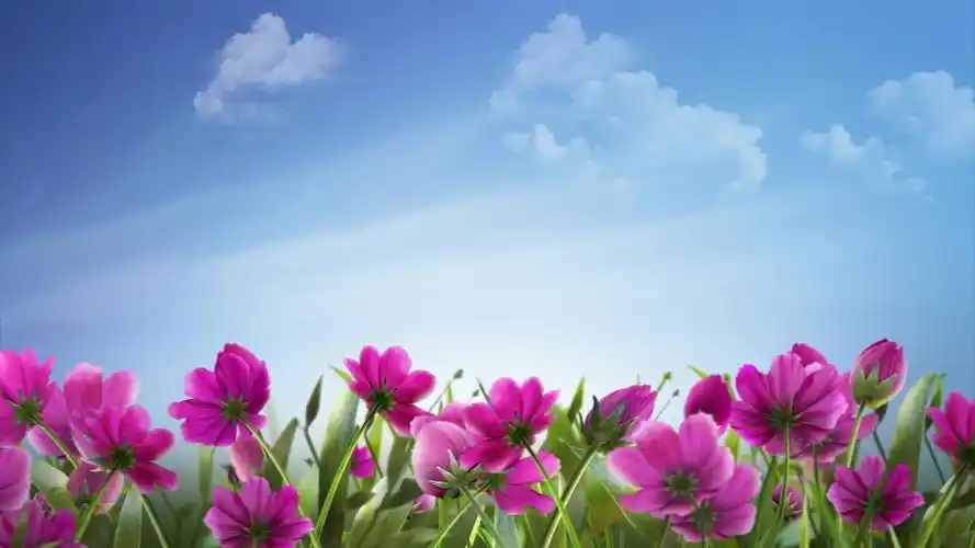 蓝天白云鲜花花海背景