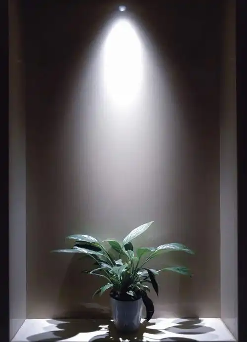 房间里发现一颗孤独的盆栽,在这污浊的环境中忍受着,幸好有一束光与他