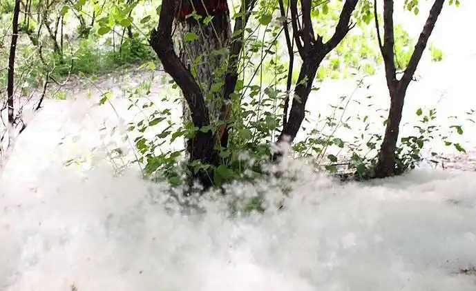 北京市针对杨柳絮飘飞季节发布消防提示 面对柳絮您有更好的治理方法