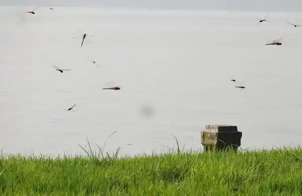 因为那时空气湿度大,蜻蜓的翅膀会变重,"蜻蜓低飞要下雨",也成为了
