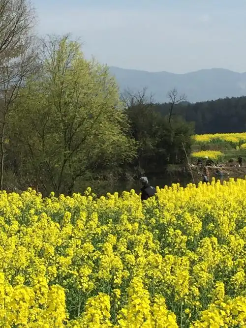 不负好春光,不负人生,跟着春天的脚步尽情享受大自然美景!