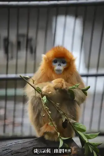 「神奇动物在中国第二季·第2讲」颜值最高的猴子