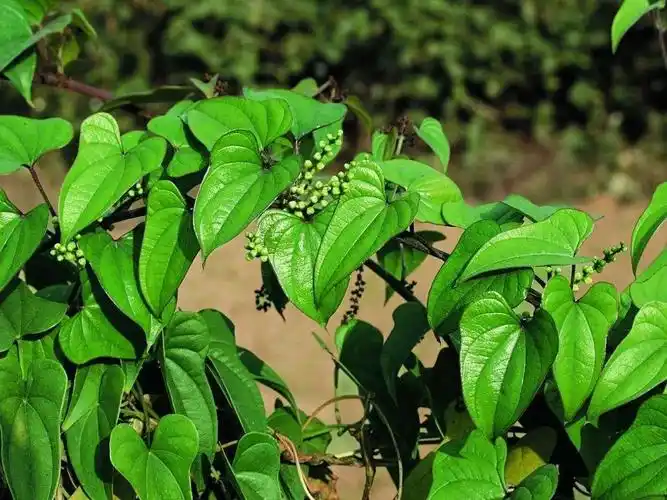 与山药相似的植物图片 铁棍山药叶子和藤图片-图片大观-奇异网