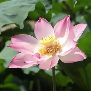 微信莲花淡雅头像 微信头像图片大全 -【爱个性】