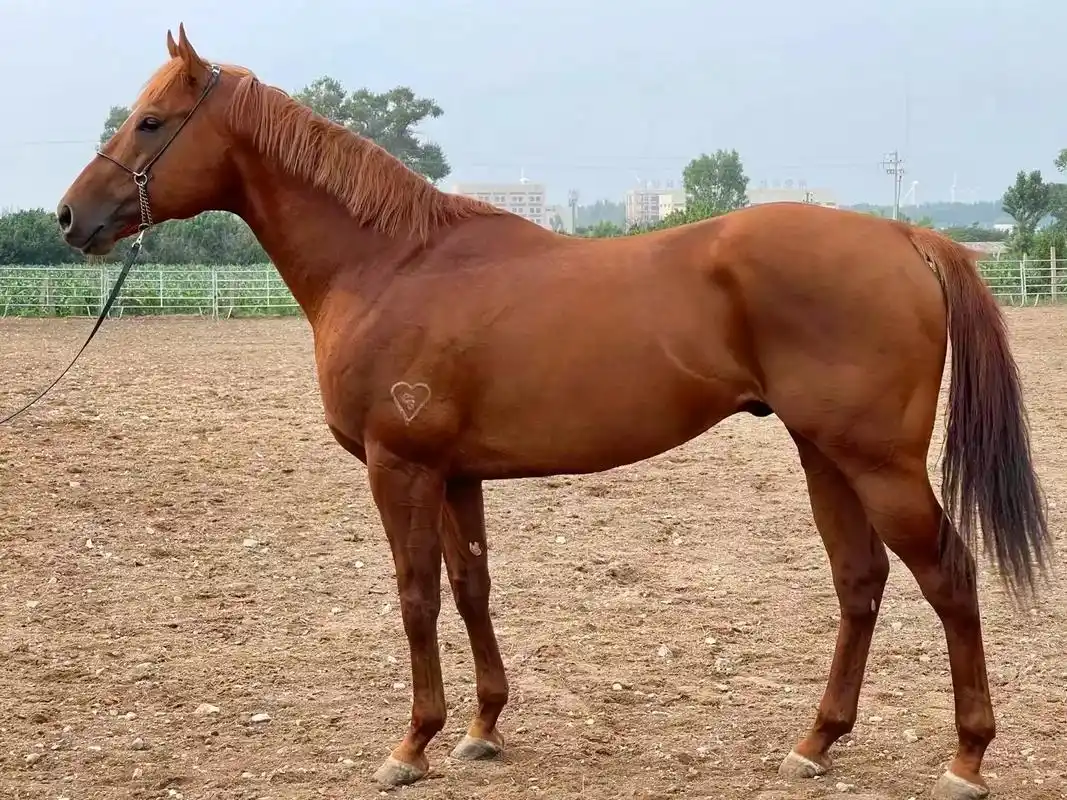 澳大利亚进口5岁公马.身高162,护照齐全,父亲著名种公马, - 抖音