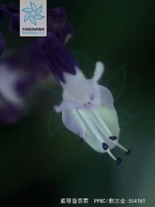 p>紫萼香茶菜(学名: i>isodon /i>  i>forrestii /i> (diels) kud  )