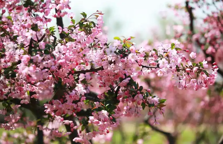 2020年3月18日,春分节气将至,南京玄武湖公园里的海棠花盛开,格外
