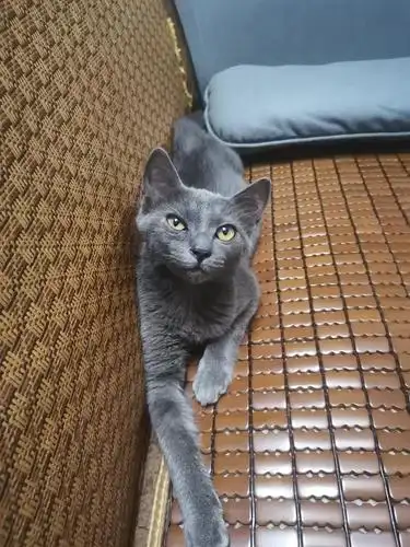 【领养】清远地区俄蓝串串找领养