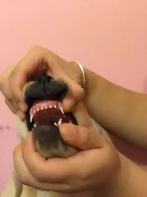 懂狗的的帮着看看,这狗狗的牙看着有几个月了.谢谢