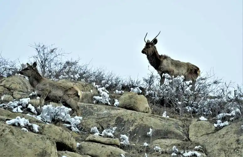 天山马鹿频现新疆天山南部高山草原