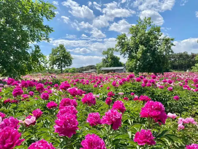 圆明园的芍药花海
