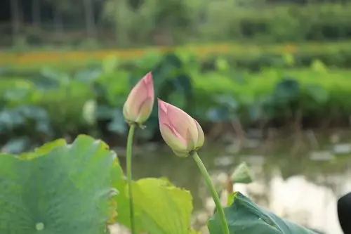 荷花湖采风有感
