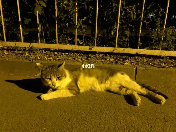 day4靴子落地了,91了