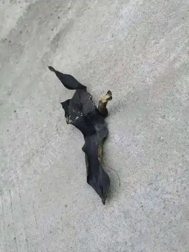 在家憋了好几天了,准备出去到院里放放风, 一出门看见一只死蝙蝠,我勒