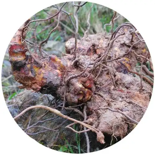 铁菱角植物图片