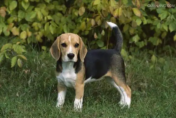 p>米格鲁猎兔犬又称为"比格犬",是世界名犬犬种之一,在分类上属于