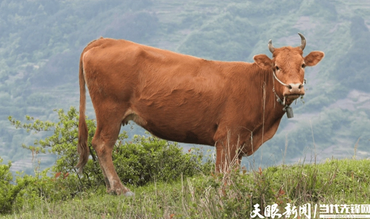 黔东南州黄平县:大力发展肉牛养殖,让农民生活"牛"起来_公司_产业