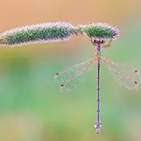 赞的蜻蜓胸针教程荷塘里的蜻蜓 多么美好的回忆……唯美蜻蜓头像图片