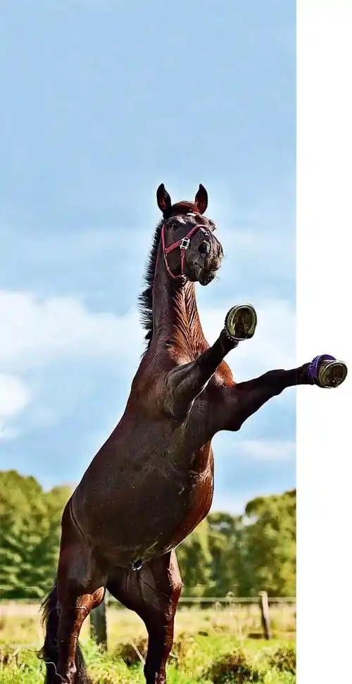 钉在马蹄上,马不疼吗?