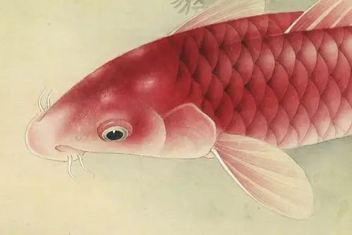 新作李晓明满塘荷香工笔牡丹鲤鱼作品