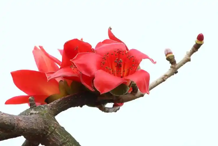 早春三月,是南国春暖花开的季节,新会红卫村200多年的古树木棉树开满